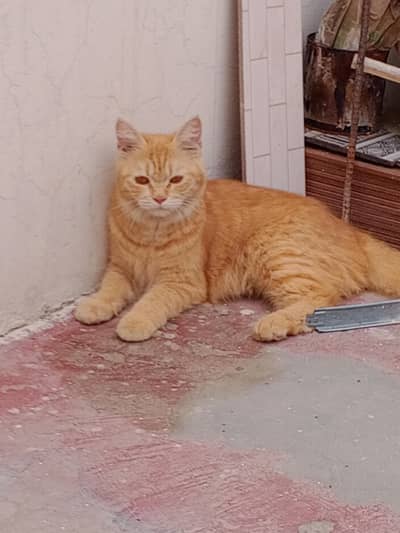 British Shorthair Mix Cat