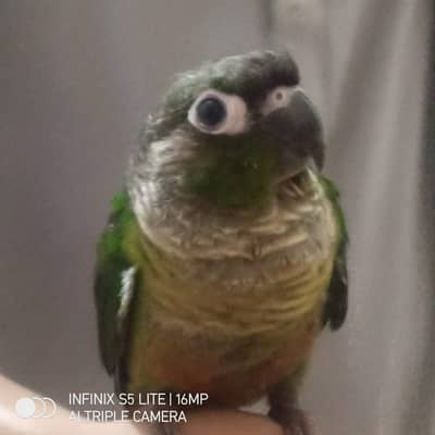 pineapple conure green chick conure available now
