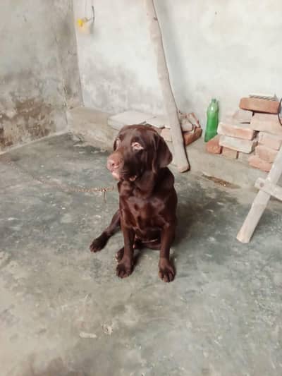 Labra cocalate male