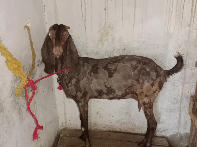 Makhi Cheeni Fresh Cross with 2.5 Month Male — photo 6