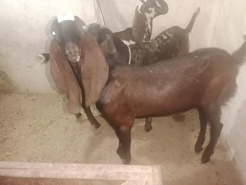 Makhi Cheeni Fresh Cross with 2.5 Month Male — photo 8