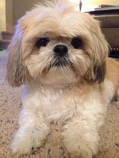 Shih Tzu | Shihtzu | Shitzu Pups | Puppies | Dog | puppy For sale