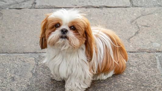 Shih Tzu | Shihtzu | Shitzu Pups | Puppies | Dog | puppy For sale