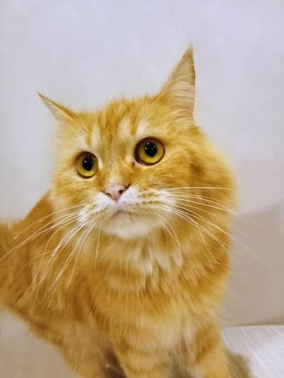 Persian Male cate (Active)