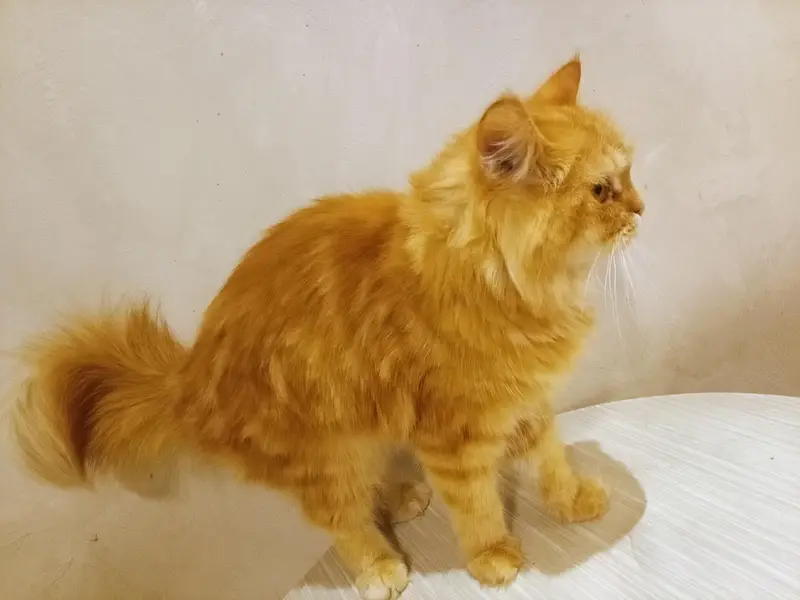 Persian Male cate (Active) — photo 2