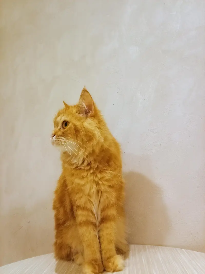 Persian Male cate (Active) — photo 3