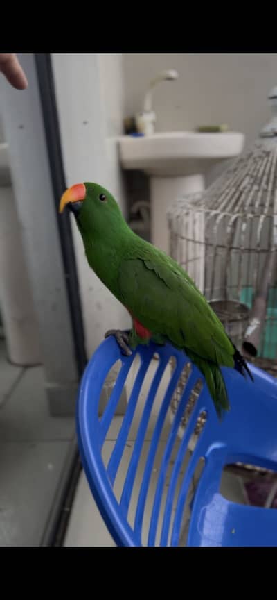 Grand Eclectus
