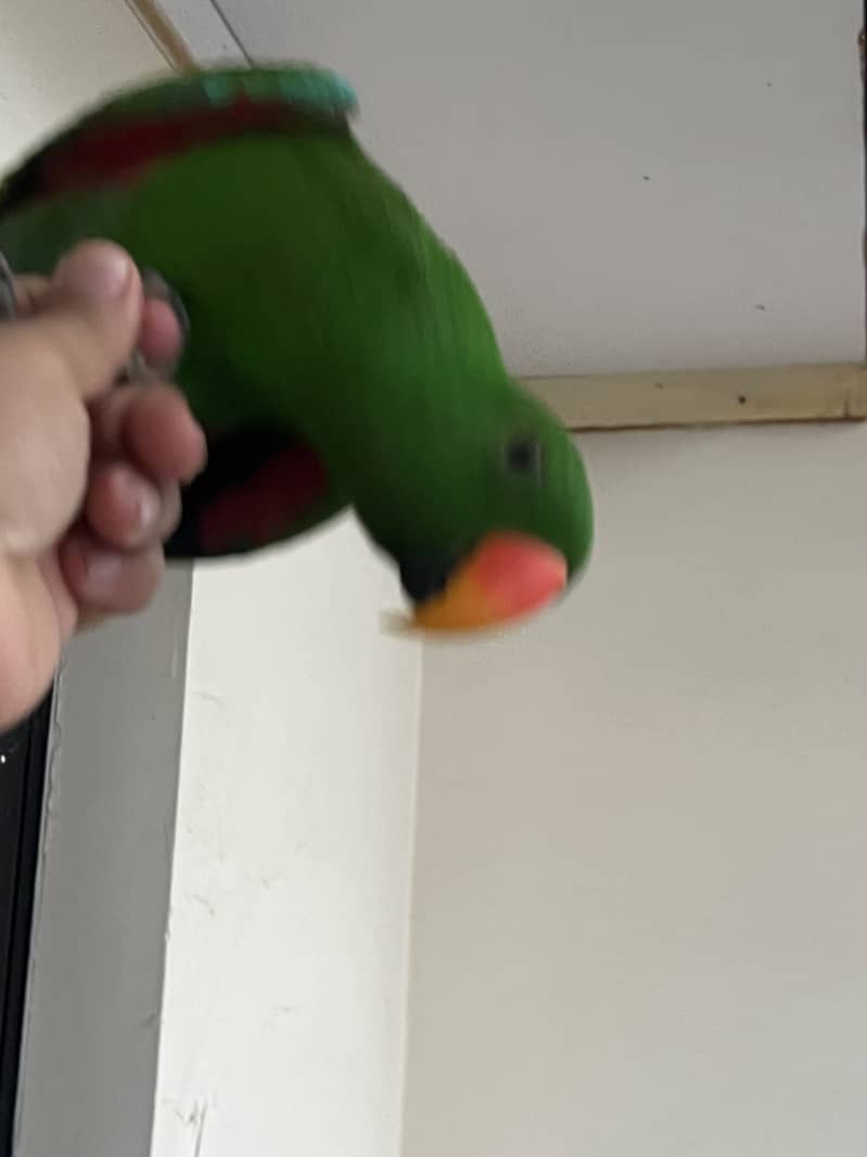 Grand Eclectus 1