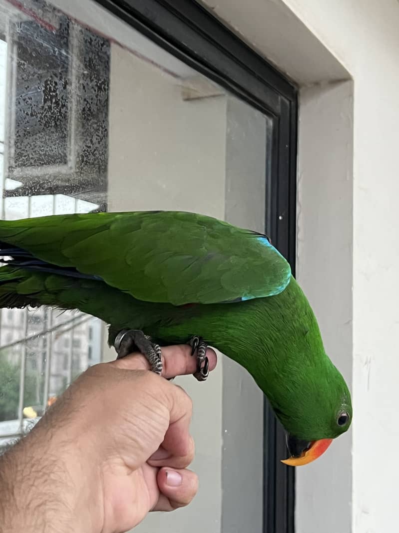 Grand Eclectus 2