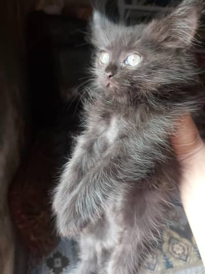 balck kettin for sale