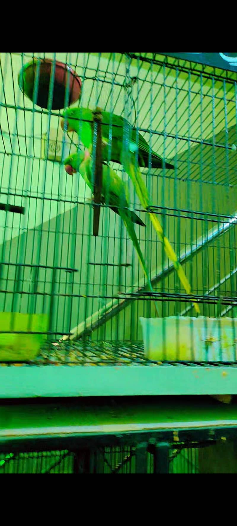 conform pair 1