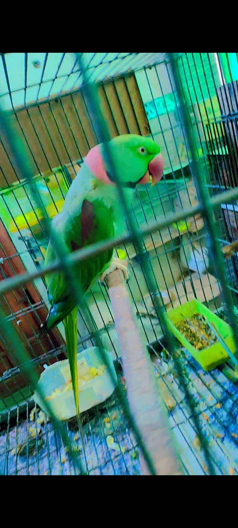 conform pair 2
