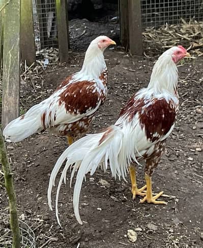 Yokohama red shaded hens