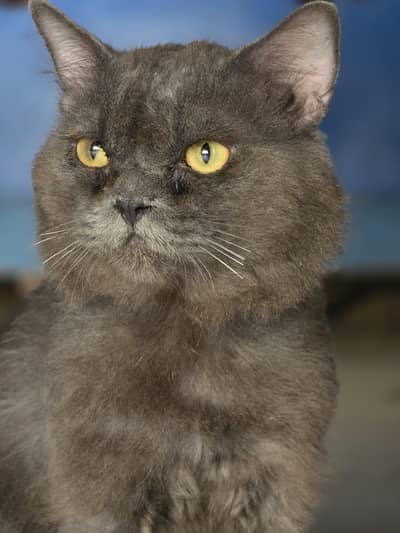 beautiful and healthy cat