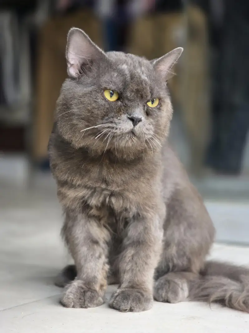 beautiful and healthy cat — photo 2