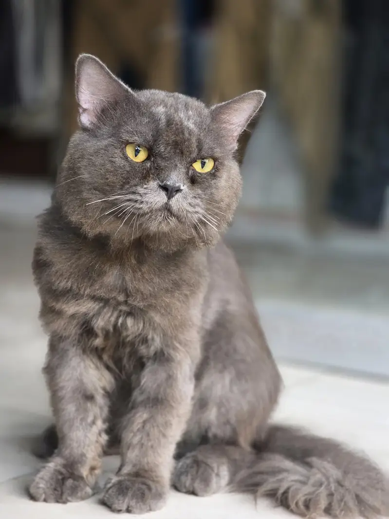 beautiful and healthy cat — photo 3