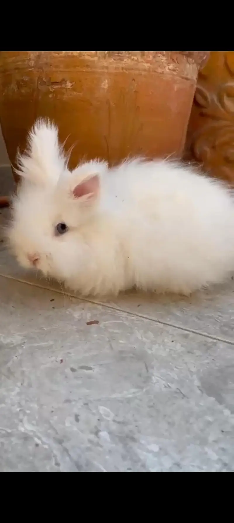 Teddy bear dwarf breeder male guaranted blue eyes