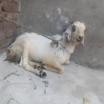 Desi bakra