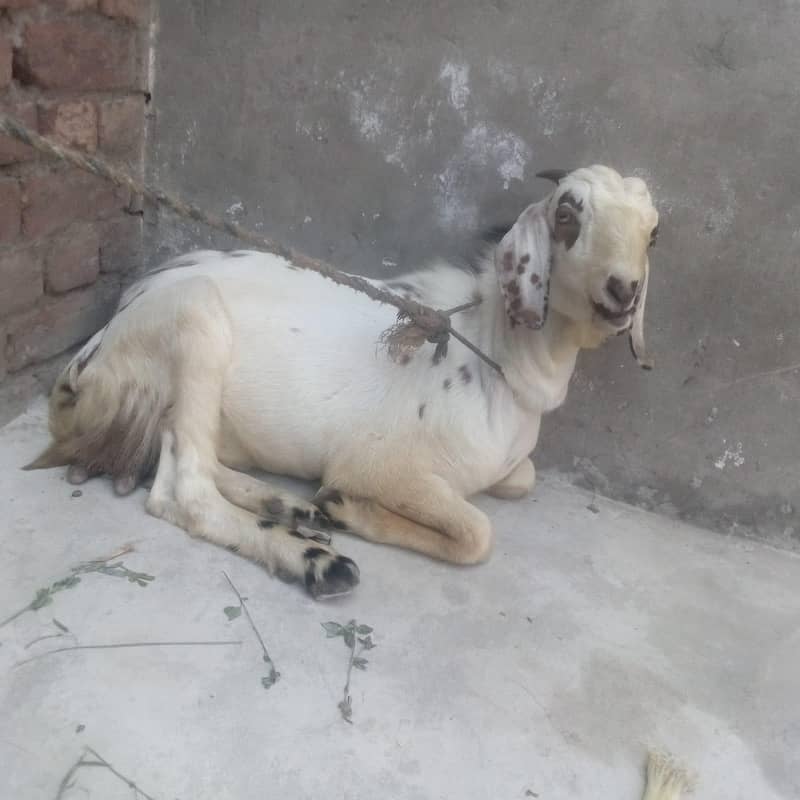Desi bakra 0