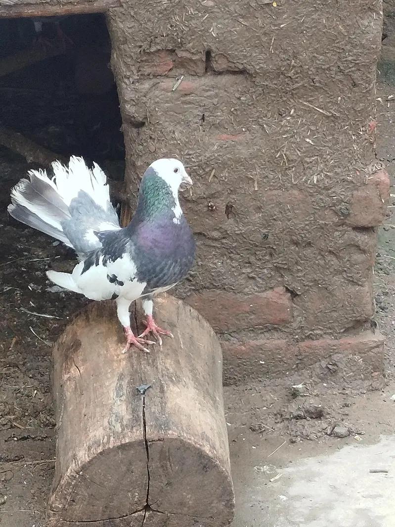 jijijij — photo 2