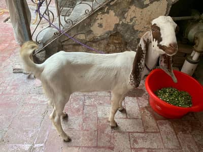 Lialpuri Goat