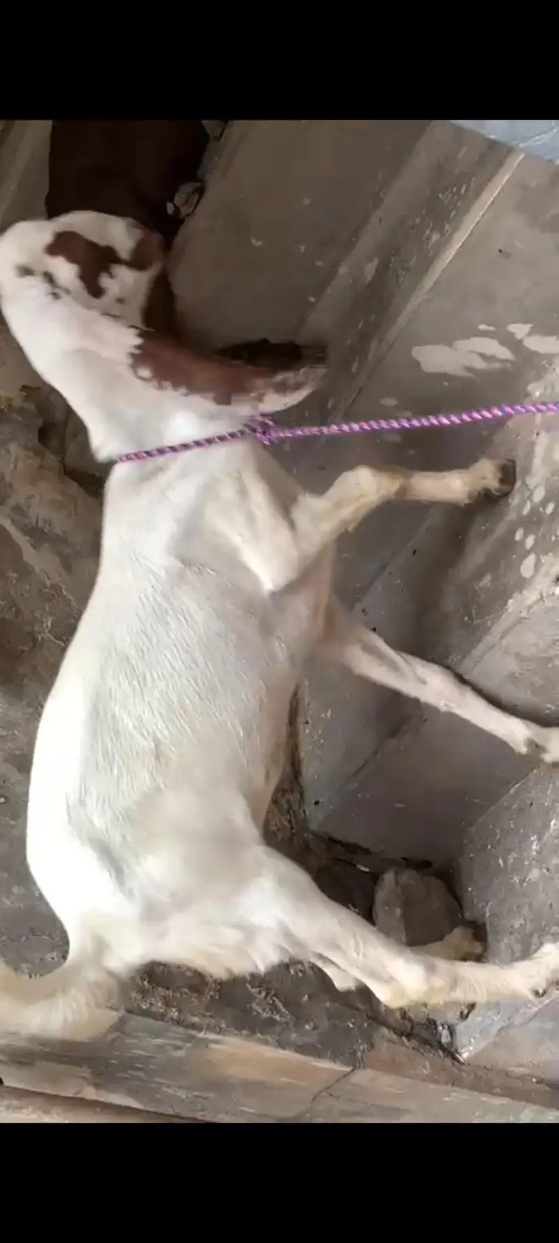 Lialpuri Goat — photo 2