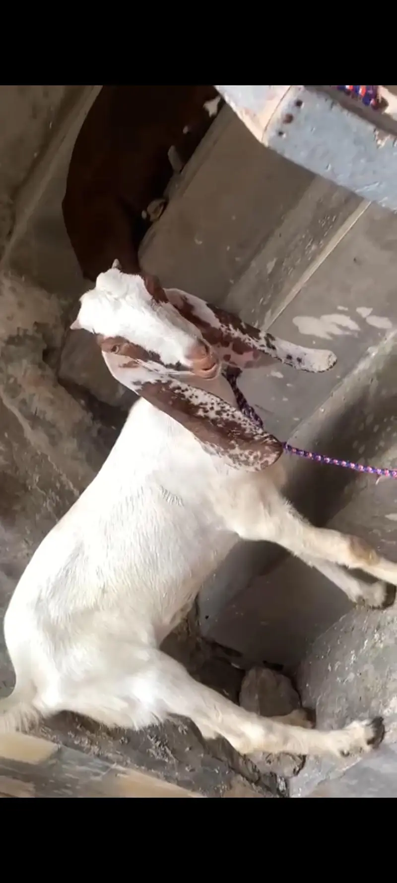 Lialpuri Goat — photo 3