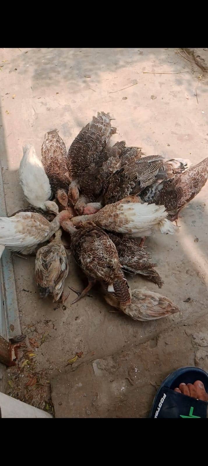Turkey 0