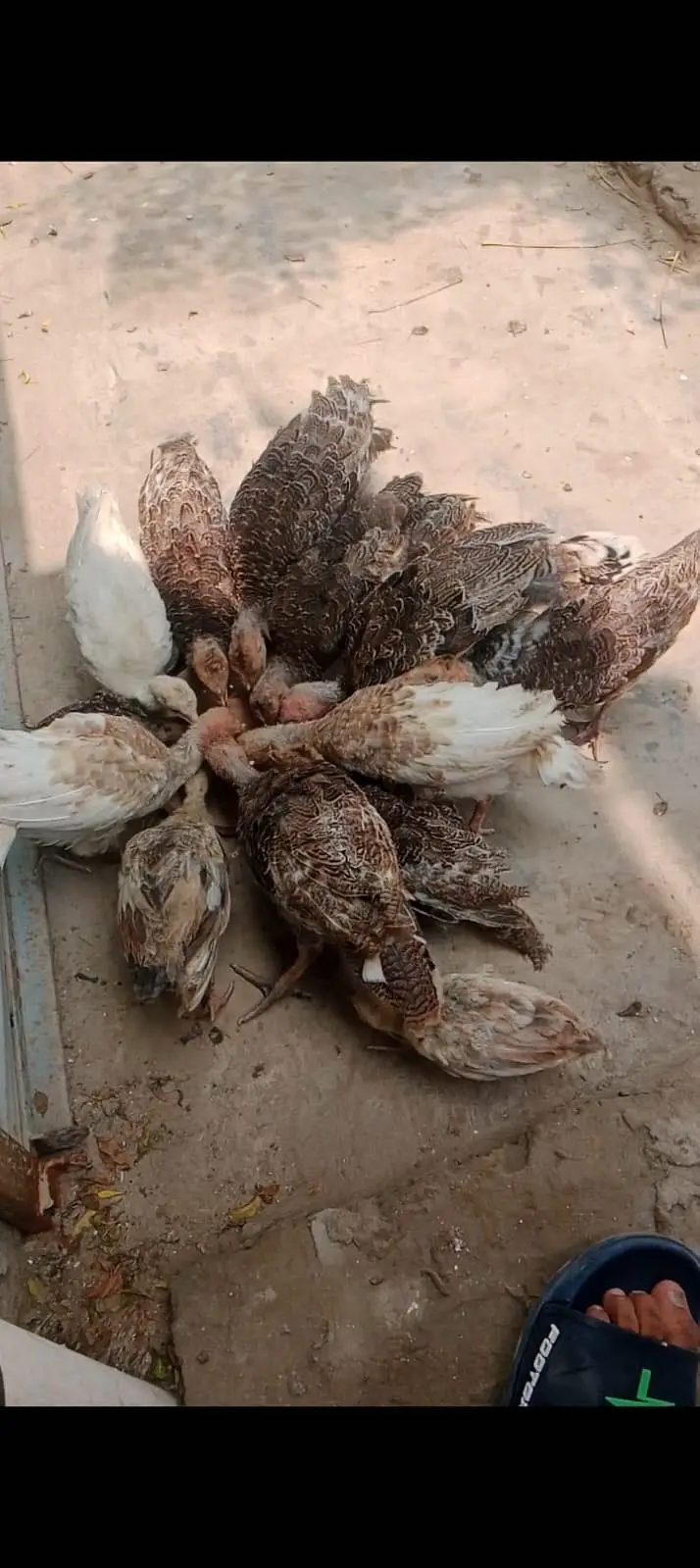 Turkey