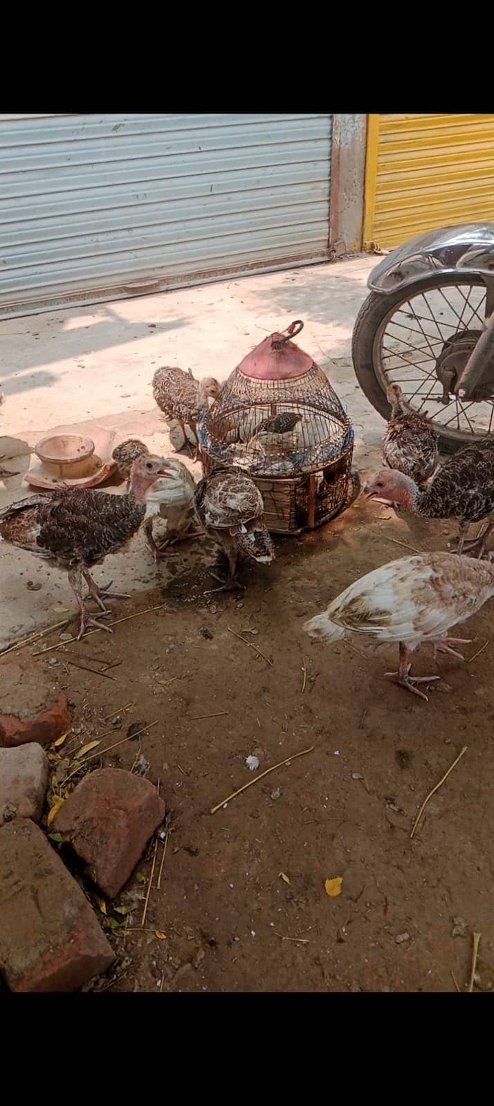 Turkey 1