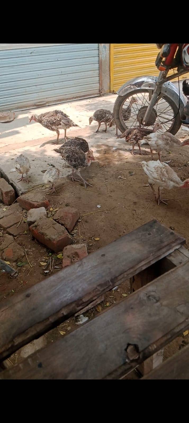 Turkey 2