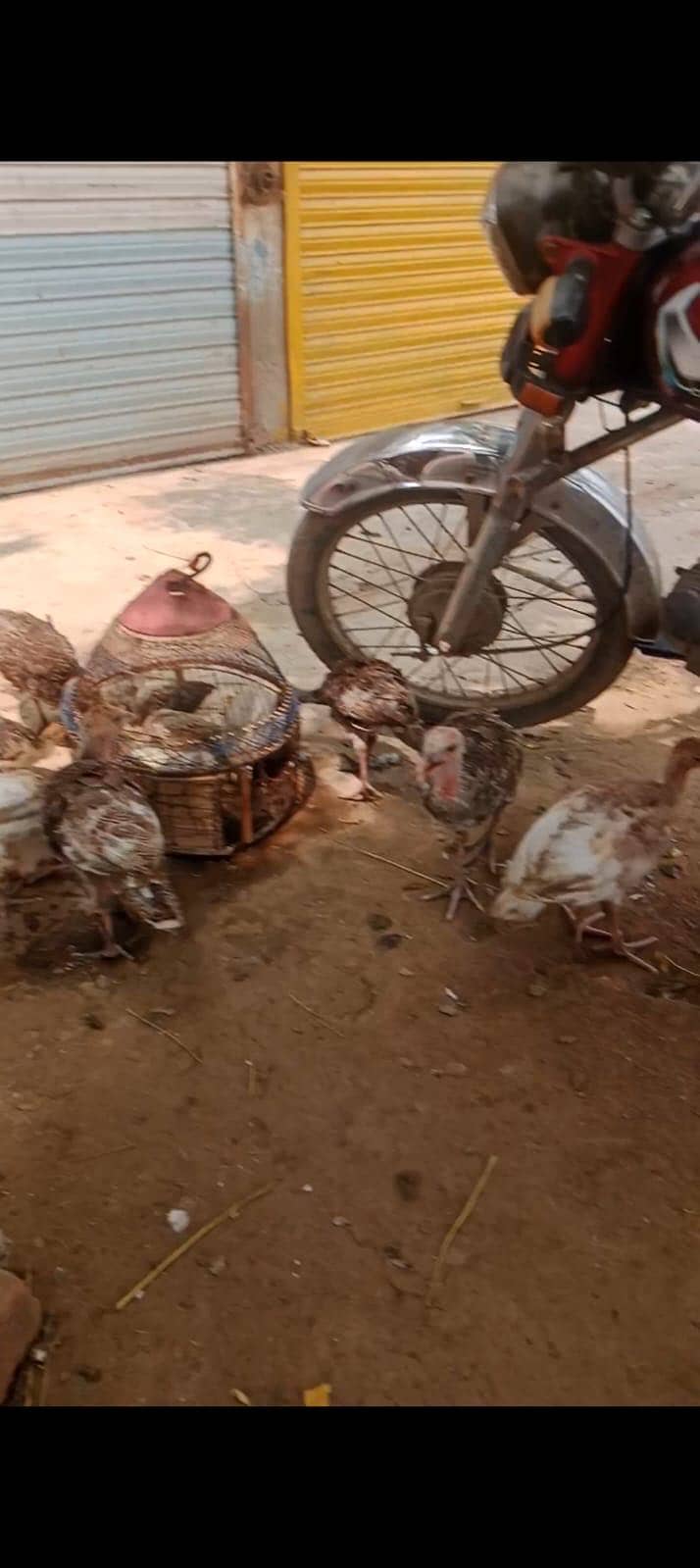 Turkey 4