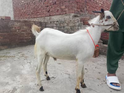 Barbara |got |Bakra | peur