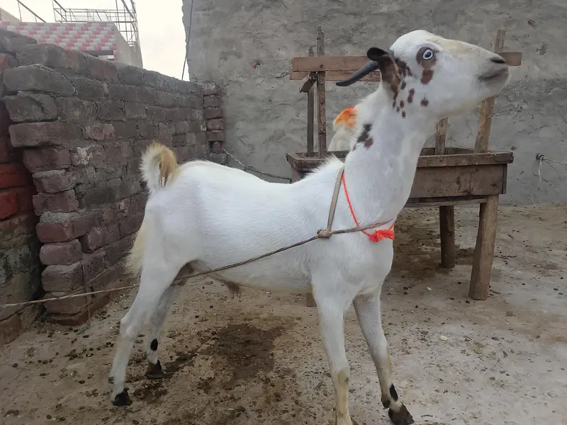 Barbara |got |Bakra | peur — photo 2