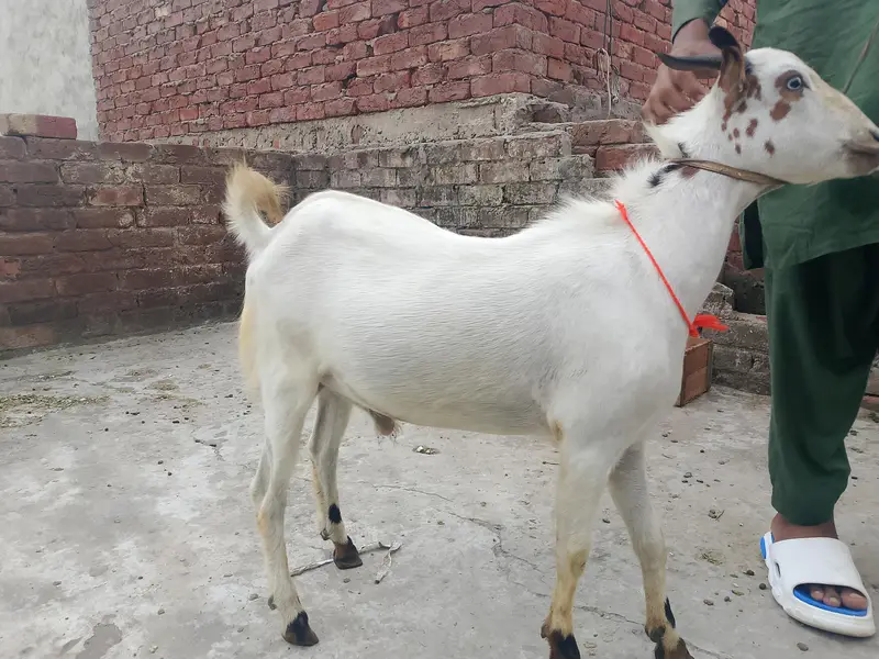 Barbara |got |Bakra | peur — photo 3