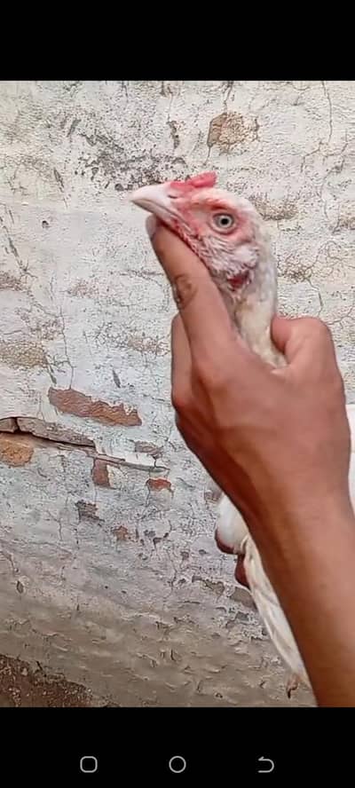 white aseel madi for sale