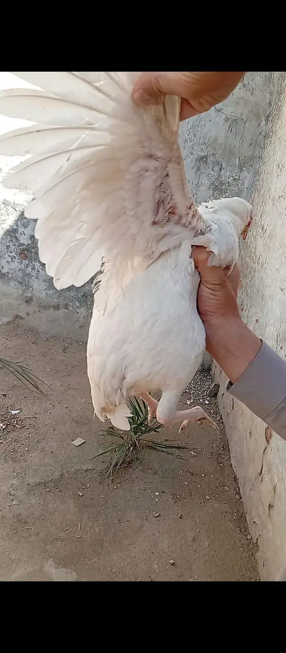 white aseel madi for sale — photo 4