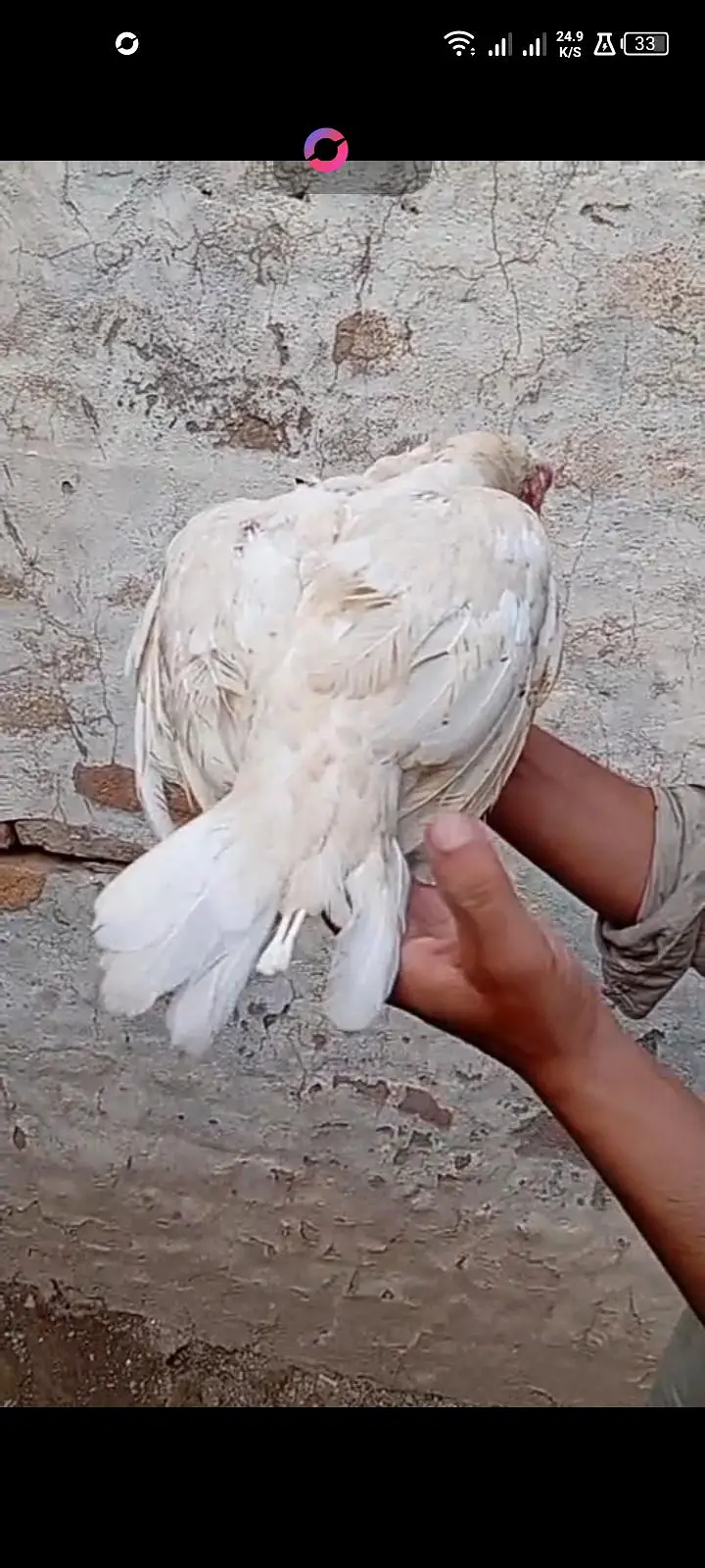 white aseel madi for sale — photo 7