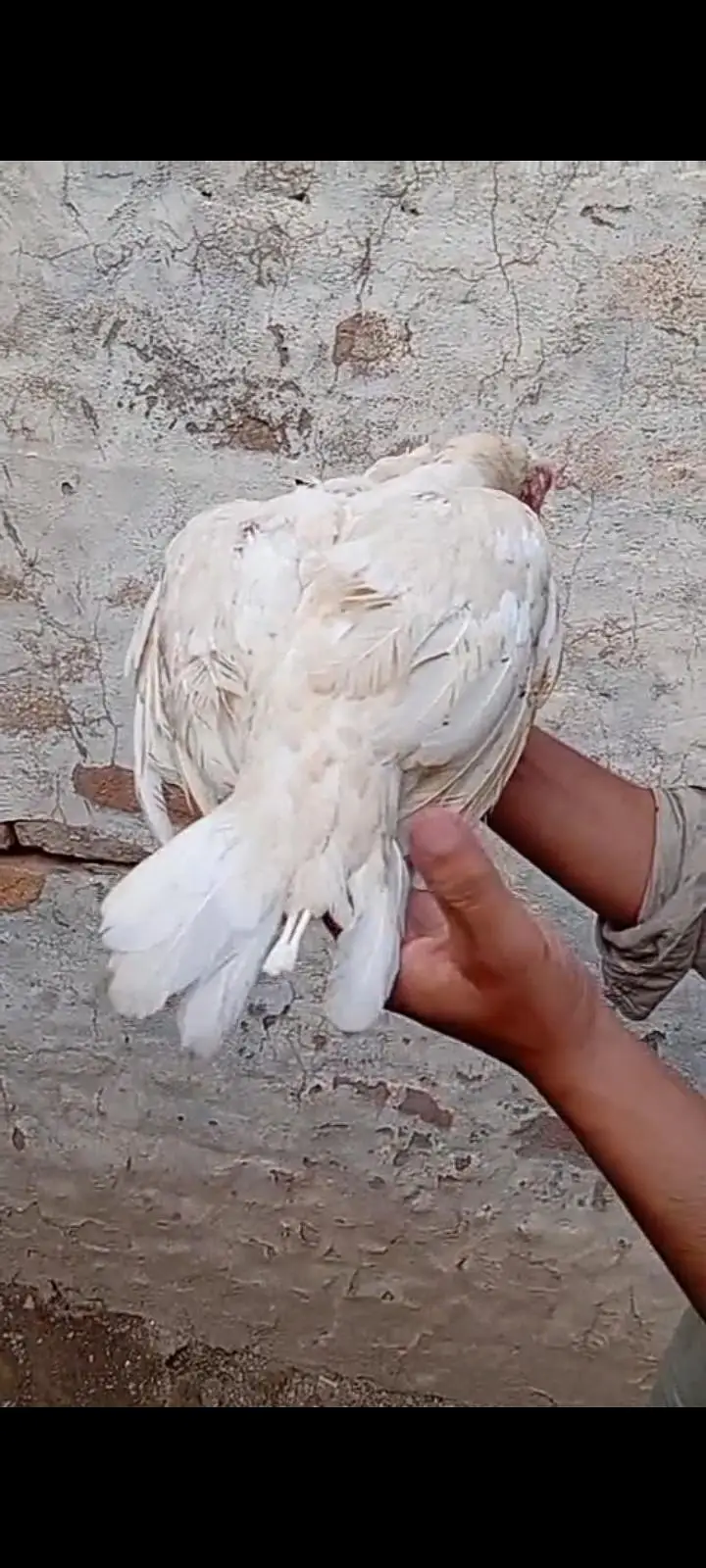 white aseel madi for sale — photo 8