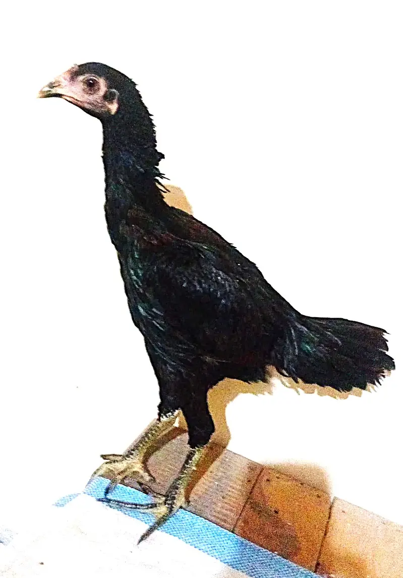 burmi pkoi hens  313/44/-51/7-50 — photo 2