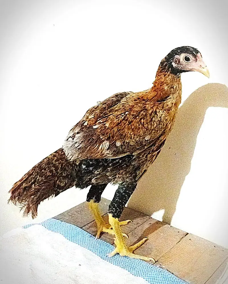 burmi pkoi hens  313/44/-51/7-50 — photo 3
