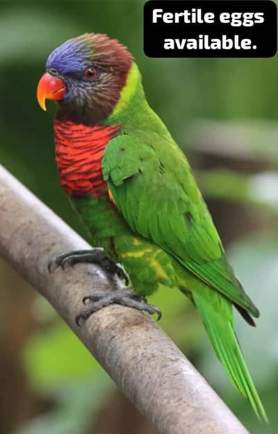 1 raw breeder pair , 2 raw pathay , 1 sunchick conure male available
