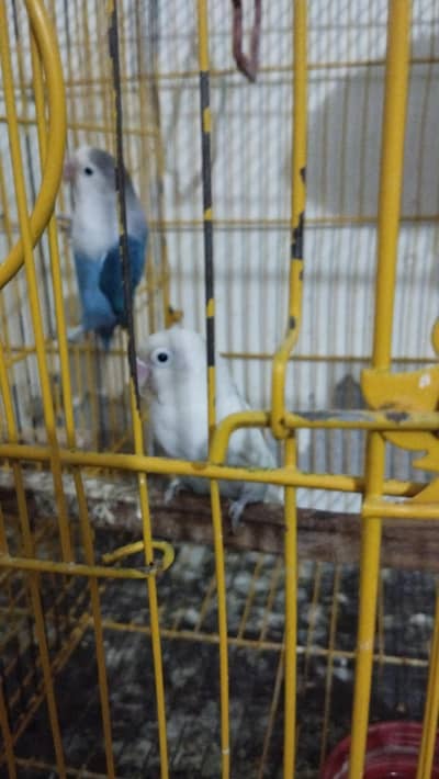 love bird vailet
