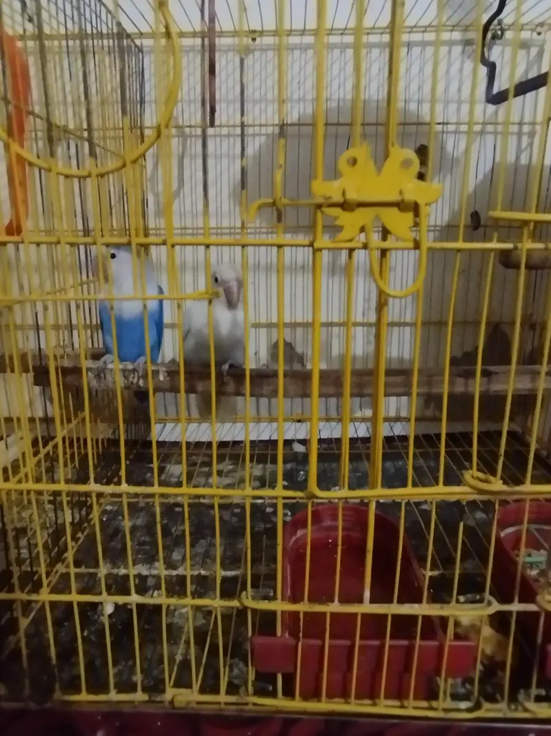 love bird vailet — photo 2