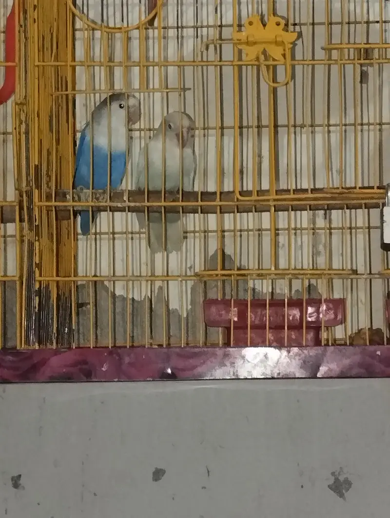 love bird vailet — photo 3