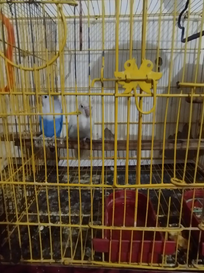 love bird vailet — photo 4