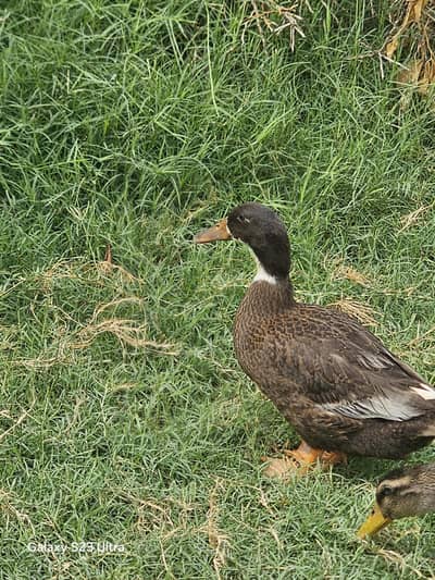 duck for sale
