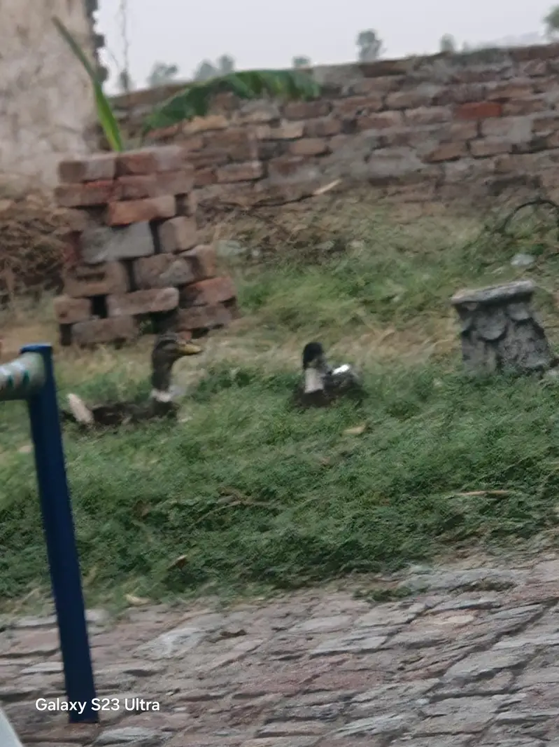 duck for sale — photo 2