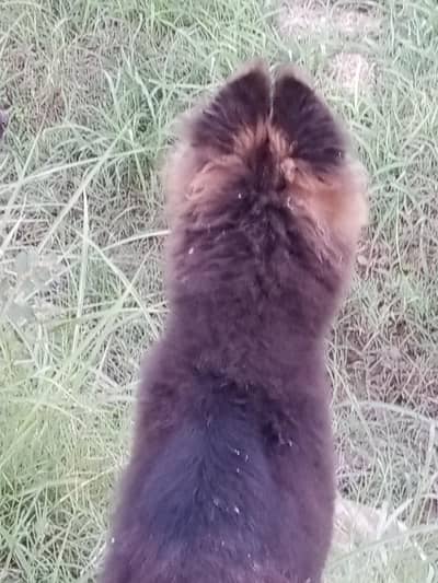 a beautiful long coat heavy bons pup available