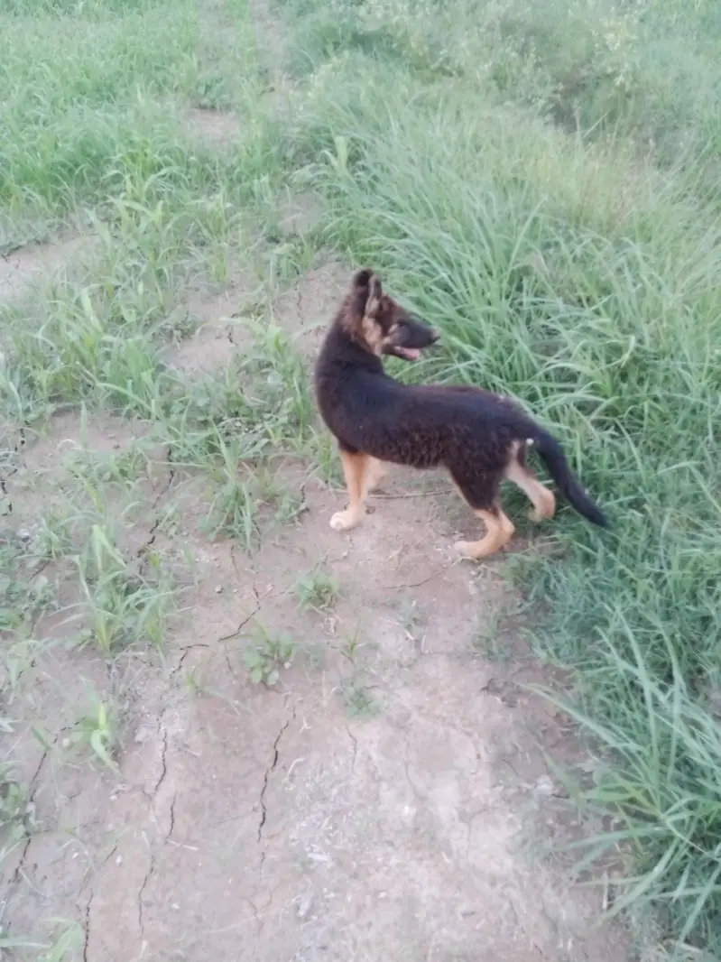 a beautiful long coat heavy bons pup available — photo 2